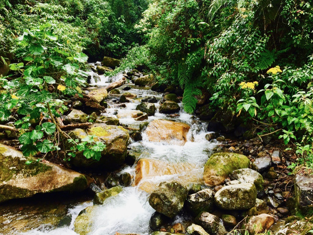 Nature Nature